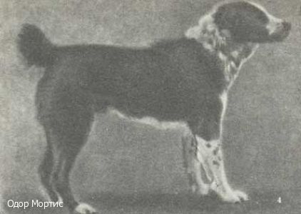 Среднеазиатская овчарка, кобель Сакар, рожд.1950г, тип линии Орлана